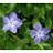 VINCA MINOR PERIWINKLE 2.25"/24T