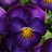 VIOLA HALO VIOLET #1