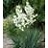 YUCCA FILAMENTOSA #2