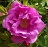 SRS DWARF PAVEMENT #2 PINK STG25