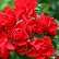 SRS FLOWER CARPET SCARLET #2