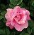 SRS FOXI PAVEMENT #2 DEEP PINK