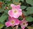 SRS NEARLY WILD #2 PINK