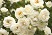 SRS SNOWDRIFT #2 WHITE