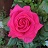 HTP ALL MY LOVING #3 DARK PINK