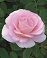 HTP FALLING IN LOVE #3 PINK