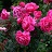 HTP GRANDE DAME #3 ROSE PINK