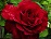 HTP LEGENDS #3 RUBY RED