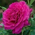 HTP PRETTY LADY ROSE #3DEEP PINK