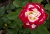 HTR DOUBLE DELIGHT #3 CREAM RED