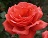 HTR FRAGRANT CLOUD #3 CORAL RED