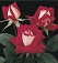 HTR LOVE #3 RED AND WHITE