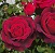 HTR MISTER LINCOLN #3 DEEP RED