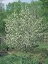 AMELA CANADENSIS SHADBLOW #5