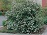 ARONIA MEL GLOSSY BLACK #2
