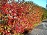 ARONIA MEL AUTUMN MAGIC #2