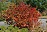 ARONIA MEL IROQUOIS BEAUTY #5