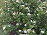 ARONIA MEL VIKING #5