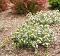 ARONIA LOWSCAPE MOUND #2 PW