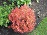 BERBE THU ADMIRATION #2