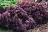BERBE CONCORDE BARBERRY #2