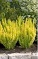BERBE THU SUNJOY GOLD PILLAR#2PW