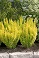 BERBE THU SUNJOY GOLD PILLAR#3PW