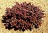 BERBE THU CABERNET #2 FE