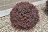 BERBE THU CRIMSON PYGMY #2