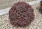 BERBE THU CRIMSON PYGMY #5