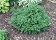 BUXUS CHICAGOLAND GREEN #2