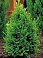 BUXUS GREEN MOUNTAIN BOXWOOD #2