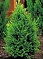BUXUS GREEN MOUNTAIN BOXWOOD #5