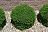 BUXUS GREEN VELVET BOXWOOD #1