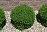 BUXUS GREEN VELVET BOXWOOD #10