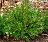 BUXUS NORTHERN CHARM BOXWOOD#1
