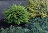 BUXUS NORTHERN CHARM BOXWOOD#7