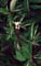 CLETHRA ALN CRYSTALINA #2 PW