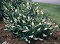 CLETHRA ALN HUMMINGBIRD #5