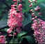 CLETHRA ALN RUBY SPICE #2