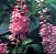 CLETHRA ALN RUBY SPICE #5