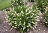CLETHRA ALN VANILLA SPICE #2 PW