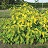 CORNUS ALB NEON BURST #2 FE