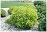CORNUS A PRAIRIE FIRE DOGWOOD #5
