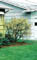 CORNUS IVORY HALO DOGWOOD #2