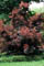 CORNUS IVORY HALO DOGWOOD #5