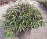 CORNUS RED GNOME DOGWOOD #2