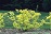 CORNUS HES GARDEN GLOW #5