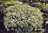CORNUS RAC GRAY DOGWOOD #5