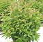 CORNUS RAC MUSKINGUM #2
